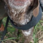 Truffle Hunting in Tuscany - Exploring the Details of the Truffle Hunt
