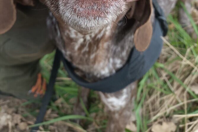 Truffle Hunting in Tuscany - Exploring the Details of the Truffle Hunt