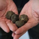 Truffle Hunting & Tasting in San Miniato Tuscany with Dogs - Who Should Book This Experience?