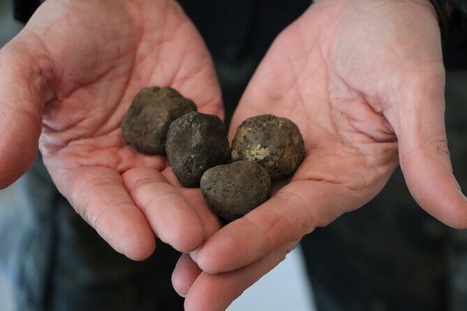 Truffle Hunting & Tasting in San Miniato Tuscany with Dogs - Who Should Book This Experience?