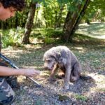 Truffle Hunting & Truffle Cooking Class - Who Will Love This Tour?