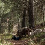 Truffle Lunch & Hunting Experience in San Gimignano - The Sum Up: Who Is This Tour Best For?