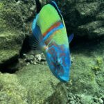 Try diving for the first time in turtle area - A detailed look at what to expect