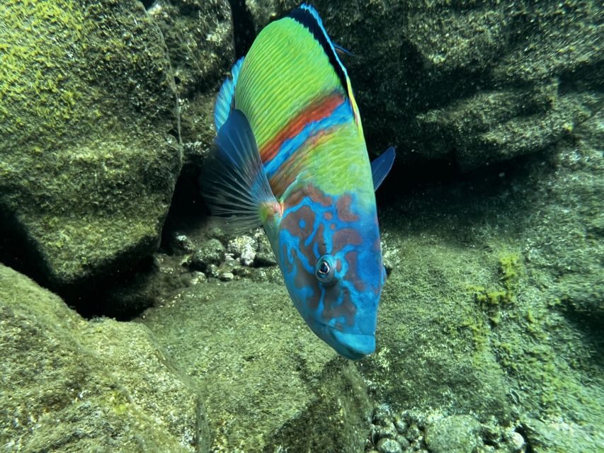 Try diving for the first time in turtle area - A detailed look at what to expect
