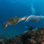 Try Scuba Diving at Cook Island  Guided Ocean Dive with Turtles - What to Expect from Your Cook Island Ocean Dive Experience