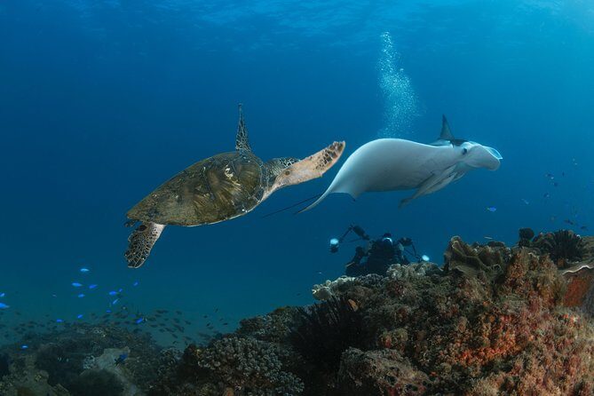 Try Scuba Diving at Cook Island  Guided Ocean Dive with Turtles - What to Expect from Your Cook Island Ocean Dive Experience