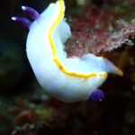 Try Scuba Diving in Arrabida Natural Park (Near Lisbon) with pictures - The Experience in Detail: What to Expect
