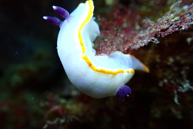 Try Scuba Diving in Arrabida Natural Park (Near Lisbon) with pictures - The Experience in Detail: What to Expect