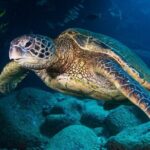 Try Scuba Diving on Kauai with Sea Turtles - Why This Tour Offers Great Value