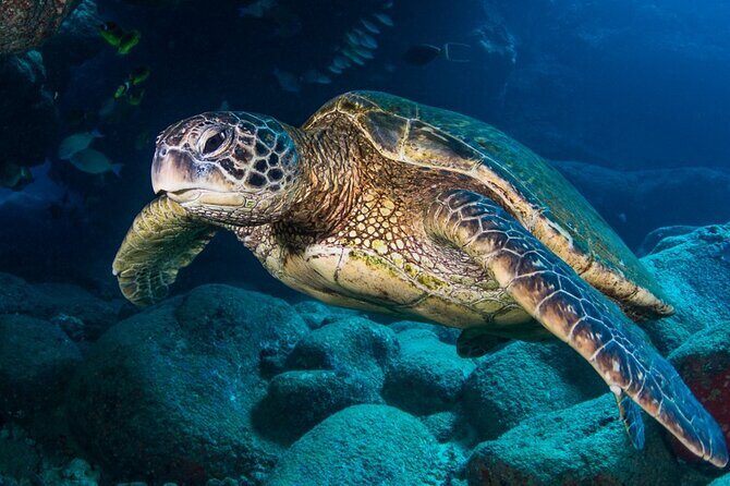 Try Scuba Diving on Kauai with Sea Turtles - Why This Tour Offers Great Value