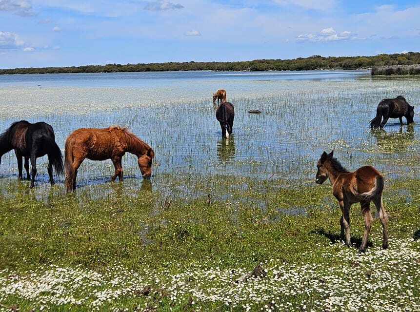 Tuili: Wild Giara Tour - Key Points