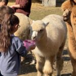 Turin: meeting with alpacas on an educational farm with an expert tour guide - An in-Depth Look at the Turin Alpaca Experience