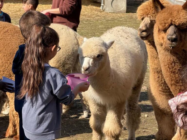 Turin: meeting with alpacas on an educational farm with an expert tour guide - An in-Depth Look at the Turin Alpaca Experience