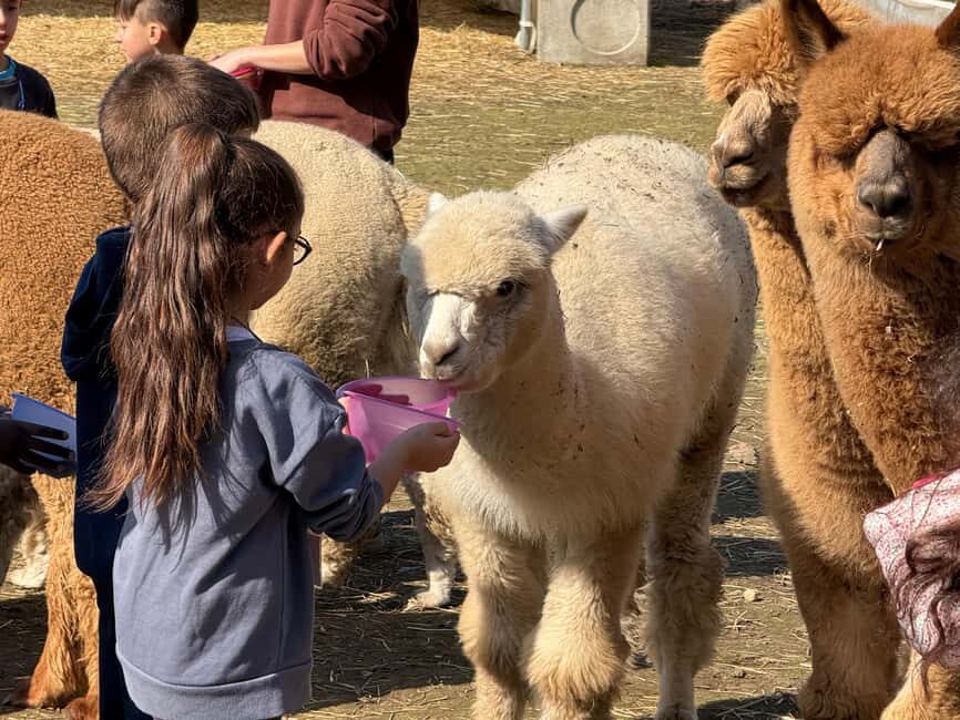 Turin: meeting with alpacas on an educational farm with an expert tour guide - An in-Depth Look at the Turin Alpaca Experience