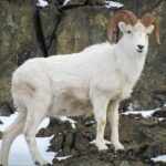 Turnagain Arm Tour - A Mountain Ascent and Girdwood Lunch Stop
