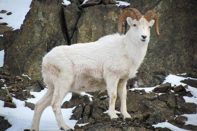 Turnagain Arm Tour - A Mountain Ascent and Girdwood Lunch Stop