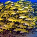 Turtle Reef Kayak Tour of Makena, Maui - A Close Look at the Maui Kayaking Experience