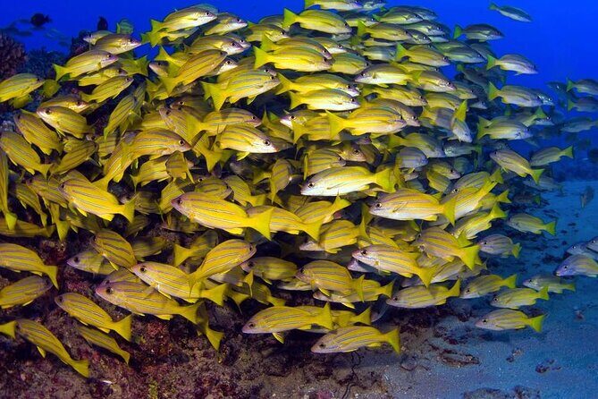Turtle Reef Kayak Tour of Makena, Maui - A Close Look at the Maui Kayaking Experience