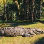 Turtle Release Escobilla Sanctuary and crocs in Ventanilla. - Authentic Feedback from Travelers