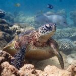 Turtle Tour - Ningaloo Reef Half Day Sea Kayak and Snorkel Tour - What We Love About This Tour