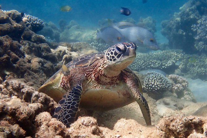 Turtle Tour - Ningaloo Reef Half Day Sea Kayak and Snorkel Tour - What We Love About This Tour