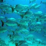 Turtles and Cenote from Riviera Maya - FAQ