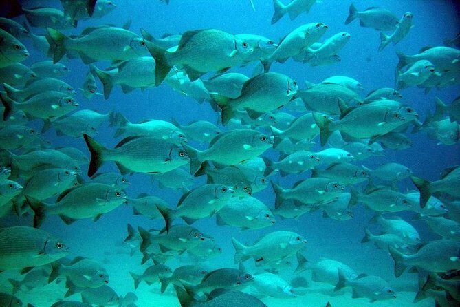 Turtles and Cenote from Riviera Maya - FAQ