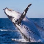 Tweed Heads: Whale Watching Boat Tour - FAQs
