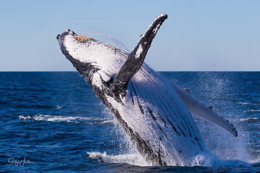 Tweed Heads: Whale Watching Boat Tour - FAQs