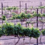 Twilight Wine and Stargazing Tour in Northern Arizona - Deep Dive into the Details