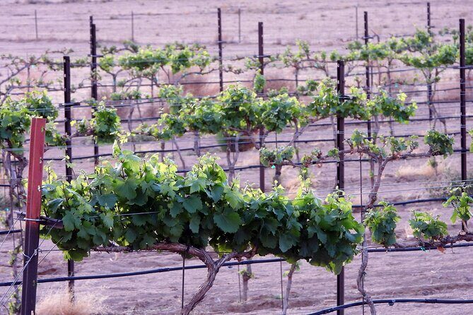 Twilight Wine and Stargazing Tour in Northern Arizona - Deep Dive into the Details