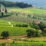 Two days of Tuscany discovering the Nobile, Brunello, Chianti area - Who Will Love This Tour?