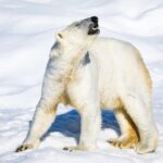 Two Full Days in Lapland - Why This Tour Offers Value