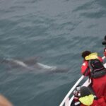 Two-In-One: Whale & Puffin Watching Tours from Reykjavik - A Deep Dive into the Experience