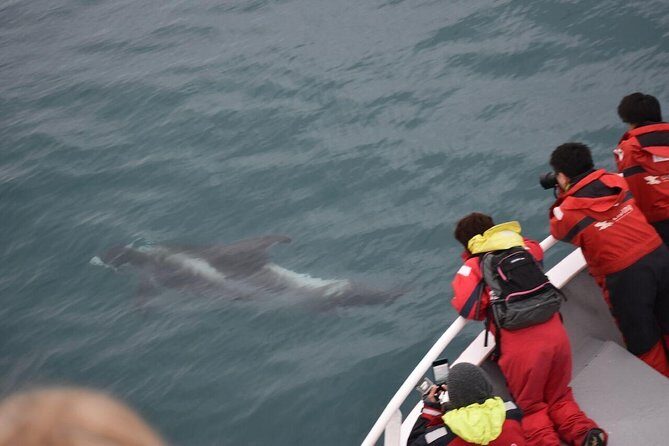 Two-In-One: Whale & Puffin Watching Tours from Reykjavik - A Deep Dive into the Experience