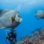 Two tanks local diving for certified divers, SCUBA gear included - Final Thoughts