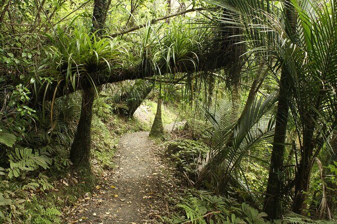 Ultimate Auckland Experience Full Day Tour with Brewery Lunch - Value and Practical Considerations