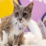 Ultimate cat experience at Austin's only cat cafe - Who Should Consider This Experience?