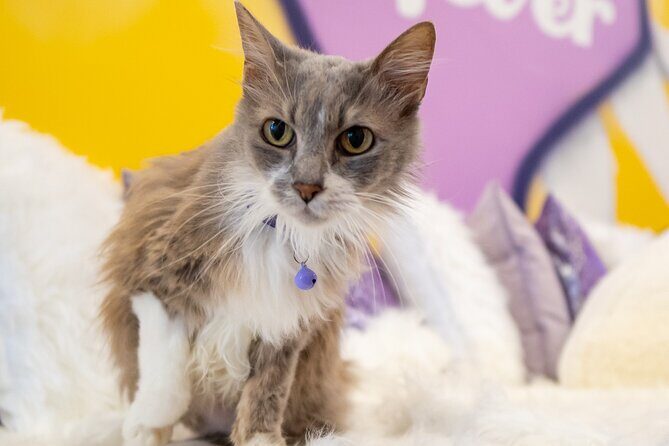 Ultimate cat experience at Austin's only cat cafe - Who Should Consider This Experience?