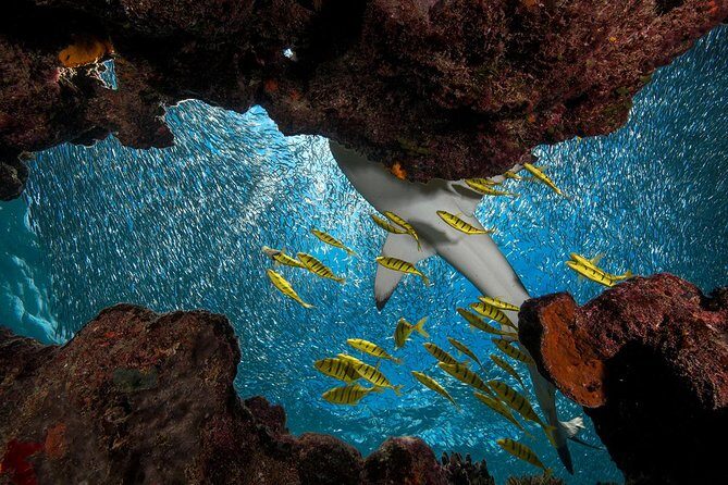 Ultimate Encounter Snorkel with Sharks in Fiji - The Sum Up: Is This the Right Tour for You?