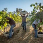 Ultimate Mornington Peninsula Food and Wine Small Group Tour - In-Depth Review of the Mornington Peninsula Food and Wine Experience