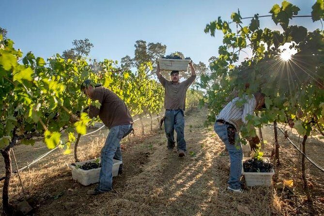 Ultimate Mornington Peninsula Food and Wine Small Group Tour - In-Depth Review of the Mornington Peninsula Food and Wine Experience