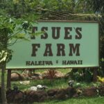 Ultimate North Shore Adventure: Full-Day Hawaiian Experience - Who Is This Tour Best For?