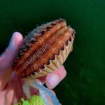 Ultimate Private Scalloping Adventure in Crystal River - Frequently Asked Questions