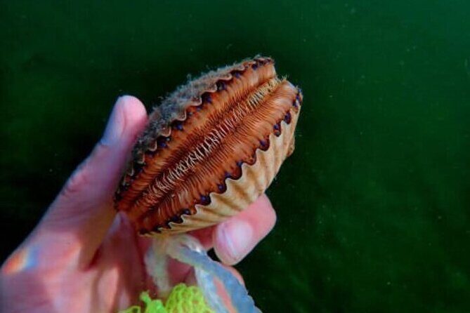 Ultimate Private Scalloping Adventure in Crystal River - Frequently Asked Questions