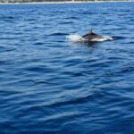 Umag: Snorkeling & dolphin watching morning boat tour - Practical Details That Matter