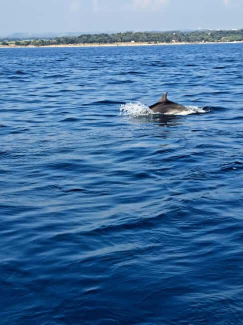 Umag: Snorkeling & dolphin watching morning boat tour - Practical Details That Matter