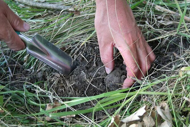 Umbria Truffle Hunting Experience with Brunch - The Itinerary: What to Expect Each Step