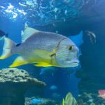 Underwater Paris: A Dreamy Dive into the Aquarium de Paris - Who Should Consider This Tour?