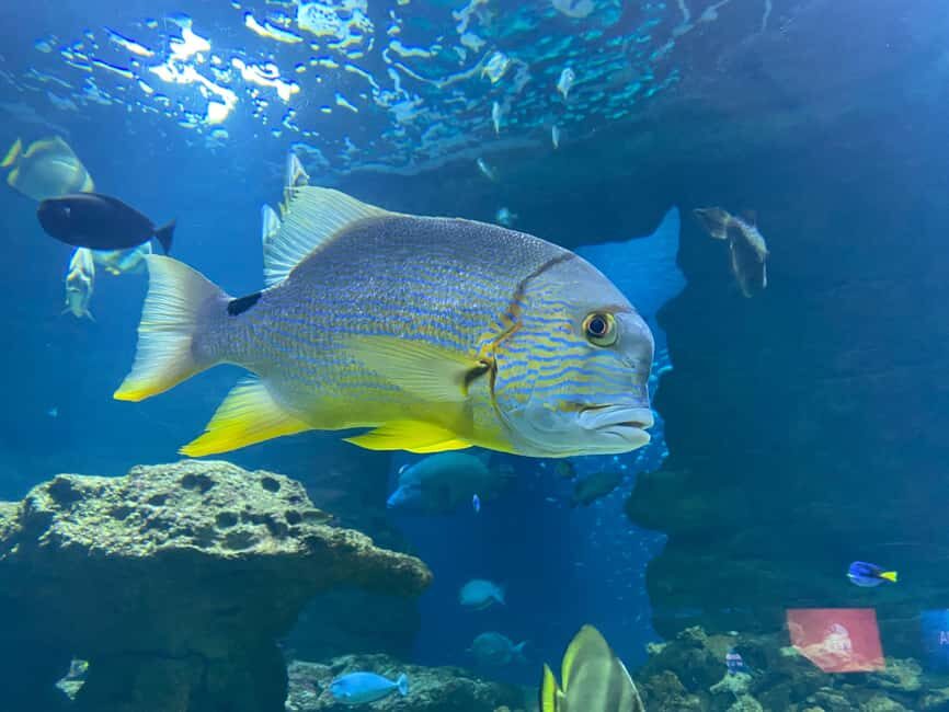 Underwater Paris: A Dreamy Dive into the Aquarium de Paris - Who Should Consider This Tour?